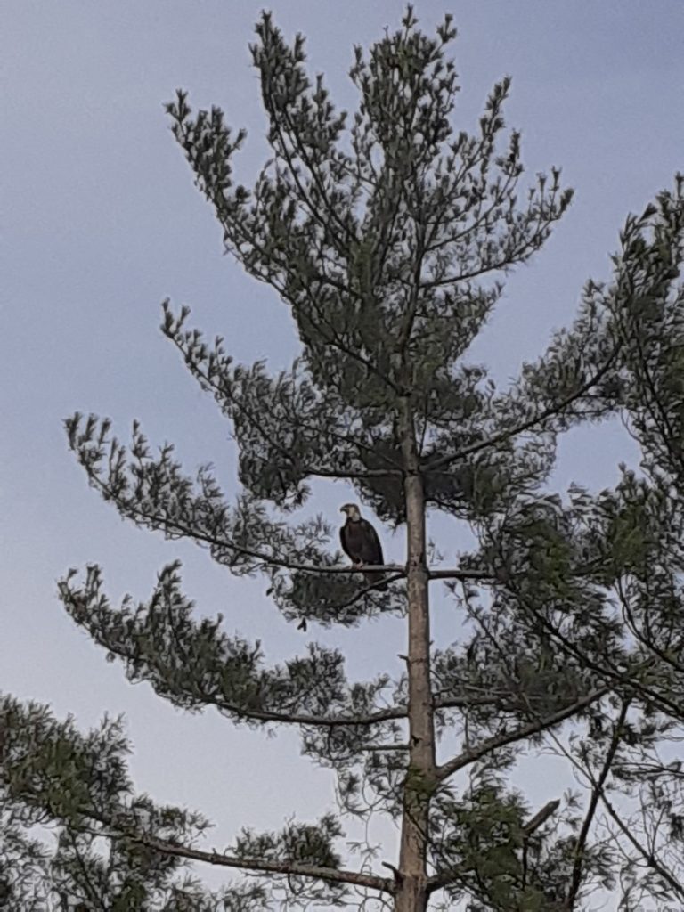 Bald eagle at Rend Lake